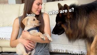 My Dogs Have A Puppy Sleepover