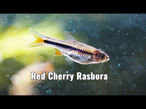 Sleeper Of A Schooler! Species Spotlight