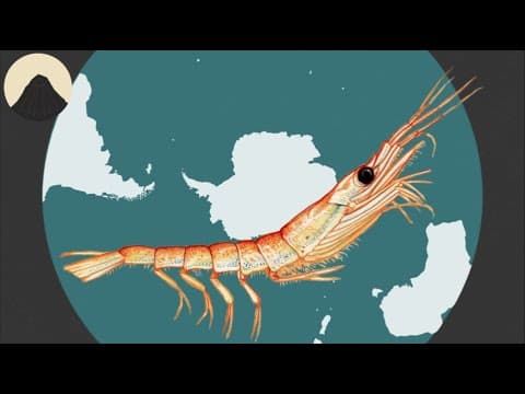 How Ocean Currents Turned Whales Into The Largest Animals That Have Existed