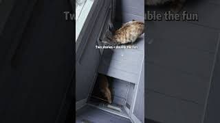 you would never imagine cat shelter could look like this