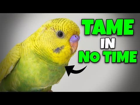 Taming A Scared Bird: What Actually Works (compilation)