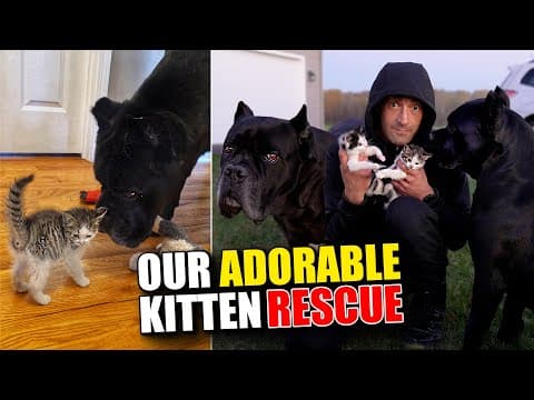 Adorable Kitten Rescue With Cane Corsos - Lives Saved