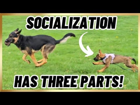 Before You Socialize Your Puppy Watch This