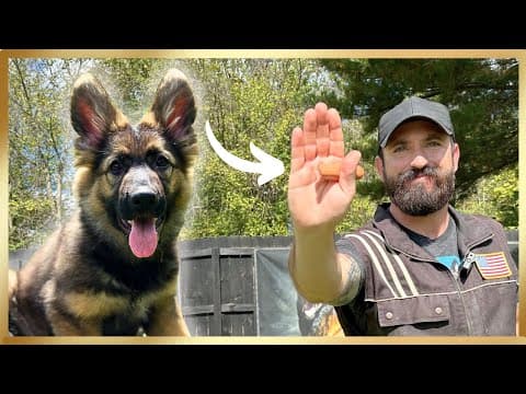 Puppy Training Starts Here!