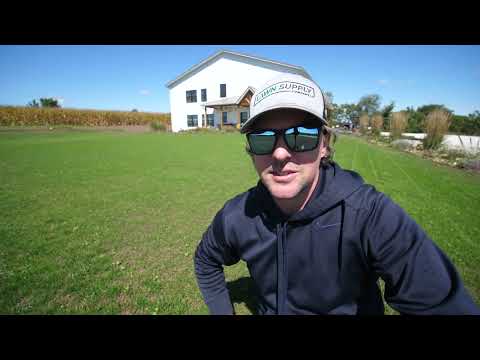 Front Lawn Updates // Tiny Bluegrass Project + Perennial Ryegrass Front Yard