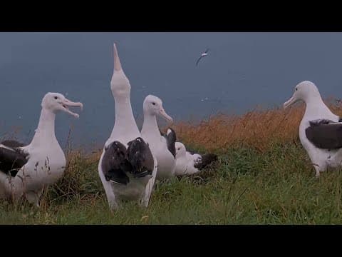 Royal Albatrosses Soar Down To Party Central At The Plateau Nest | Doc | Cornell Lab