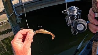 Tiny Lure Found A Dock Monster! Mixed Bag Fishing In Paradise!