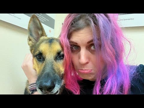 Stomach Bloat Aka Flip | Best Tips To Avoid It For Your German Shepherd