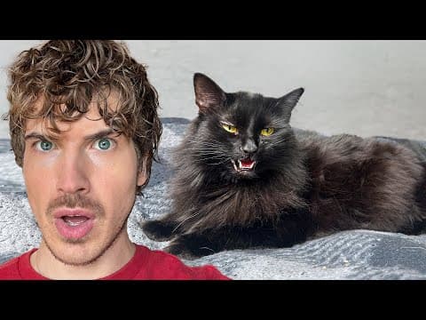 Why My Cat Has Been Missing