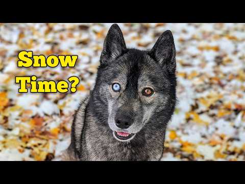 Husky's Pure Joy In First Snow Of The Season! (yeah, It's Still Fall!)