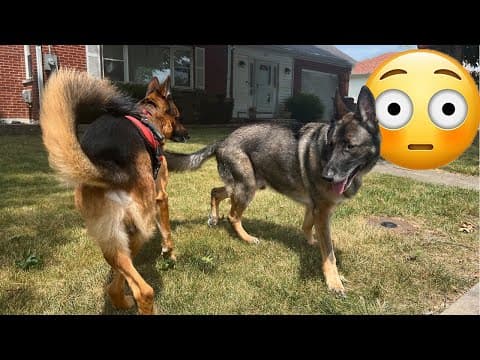 Common German Shepherd Dog Myths | Maybe?