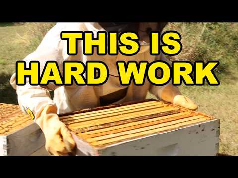 Beekeeping: Work Hard Now For Strong Bees In The Spring
