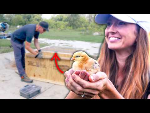 100 Chicks Coming Soon!  Building A Diy Chick Brooder Box & Fermented Dill Pickles