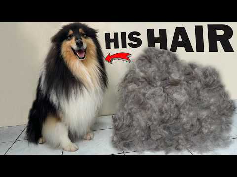 Huuuuuge Undercoat Removal Deshedding Rough Collie Grooming