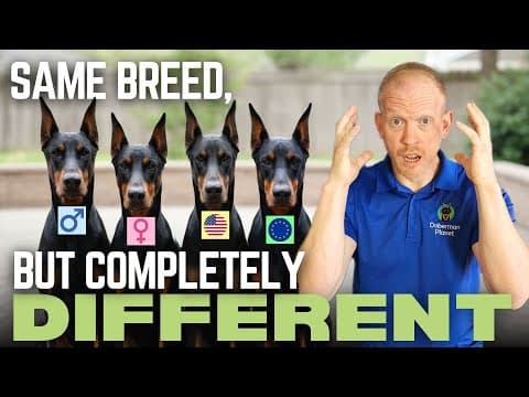 I Thought I Knew Dobermans — Until These Moments Happened