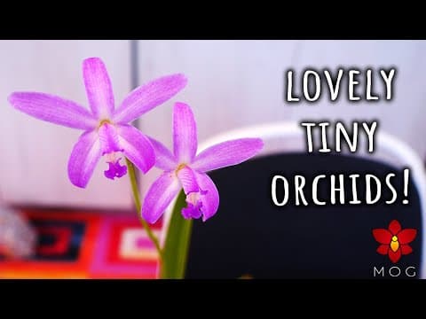 Tiny Orchids Everyone Should Try!