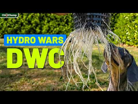 Can Dwc Outperform Ebb & Flood? (ep 2: Hydro Wars)