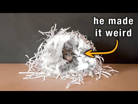 I Gave My Hamster A Pile Of Tissue And Filmed Him For 5 Days.