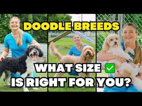The 3 Sizes Of Doodle Dogs!?! | Vet Dr. Lindsay Butzer Explains