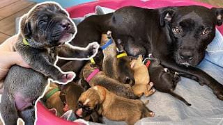 Meet My New Puppies!