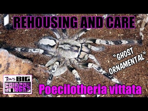 Poecilotheria Vittata "ghost Ornamental" Rehousing And Care