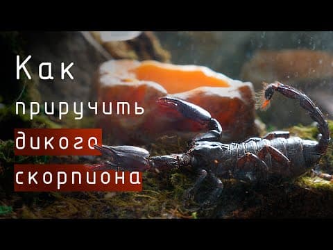 Тропический Террариум Для Хищника Из Джунглей