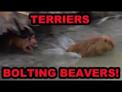 Terriers Bolting 2 Problem Beavers For Relocation