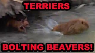Terriers Bolting 2 Problem Beavers For Relocation