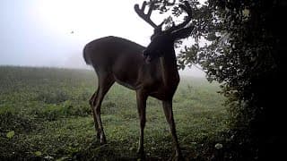 Buck Say What? Trail Cam Highlights 8.21.25