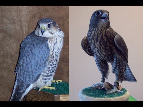 Falconry: Merlin Hybrids