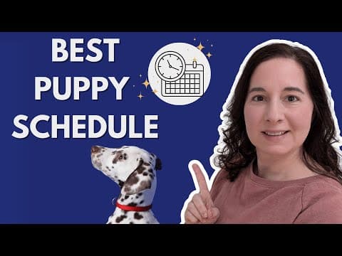 The Puppy Schedule That Stops Bad Behaviors Fast