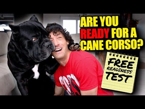 Are You Ready For A Cane Corso? Free Readiness Test
