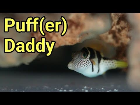 My First Pufferfish | The Prestige Reef Dork Show Ep 118