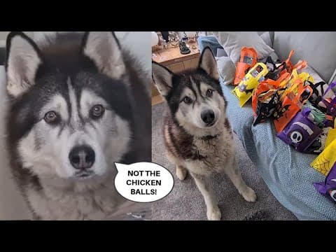 Husky Helps To Feed Lots Of Other Animals Too