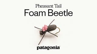 Pheasant Tail Foam Beetle By Craig Mathews | Fly Recipe