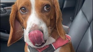 Birkin Has Cancer 💔