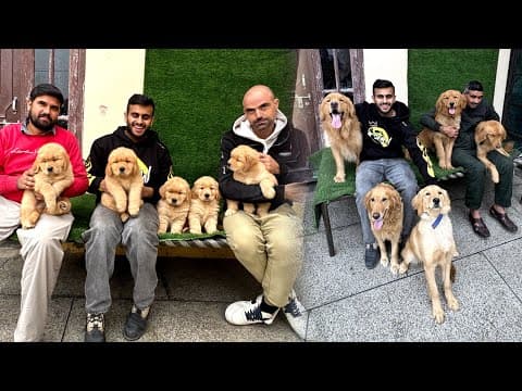 International Champion Golden Retriever Puppies In Haryana 😍😱