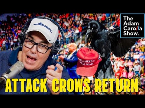 Man Trains Crows To Attack Maga Hats+mlk Day Becomes Palestine Propaganda