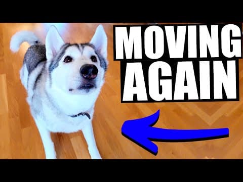 My Huskies Are Moving....again!