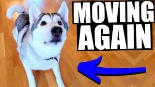 My Huskies Are Moving....again!