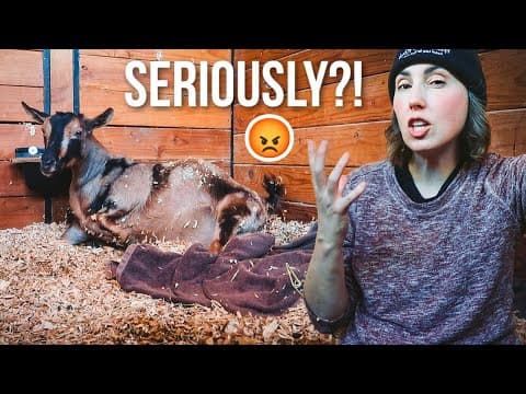 What Are The Odds This Happened Again?! (miniature Goat Birth -- Labor & Delivery)