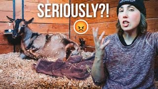 What Are The Odds This Happened Again?! (miniature Goat Birth -- Labor & Delivery)
