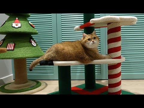 Vetreska Presents - Christmas And New Year's Things For Cats!