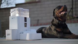 Lalahome Real Fountain; The World's Most Advanced Watering Bowl!!!