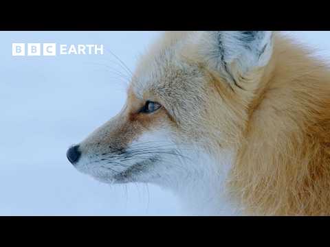 The Secret Life of Foxes | BBC Earth