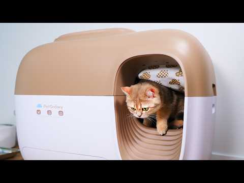 0 To 365 Days Switching To Automatic Litter Box | Petsnowy