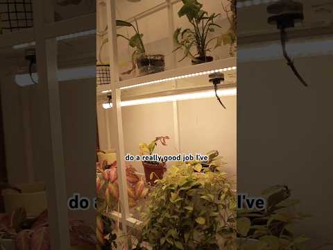 All The Grow Lights I Use For My Indoor Plants 🪴💡 ￼#growlights #plants #indoorplants