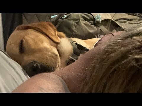 Doggy•u Is Live In Bed In The Campervan 🚐