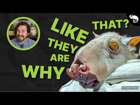 Zoologist Reacts To Super Weird Animals!