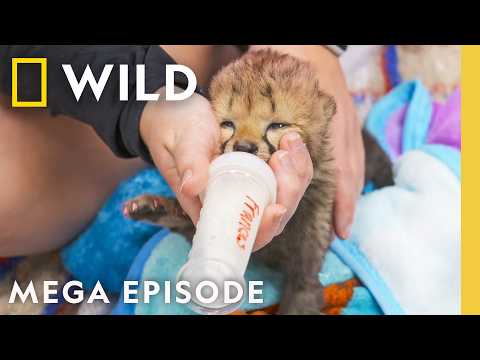 Baby Animal Watch! | Secrets Of The Zoo Mega Episode | Nat Geo Animals